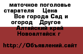 маточное поголовье старателя  › Цена ­ 3 700 - Все города Сад и огород » Другое   . Алтайский край,Новоалтайск г.